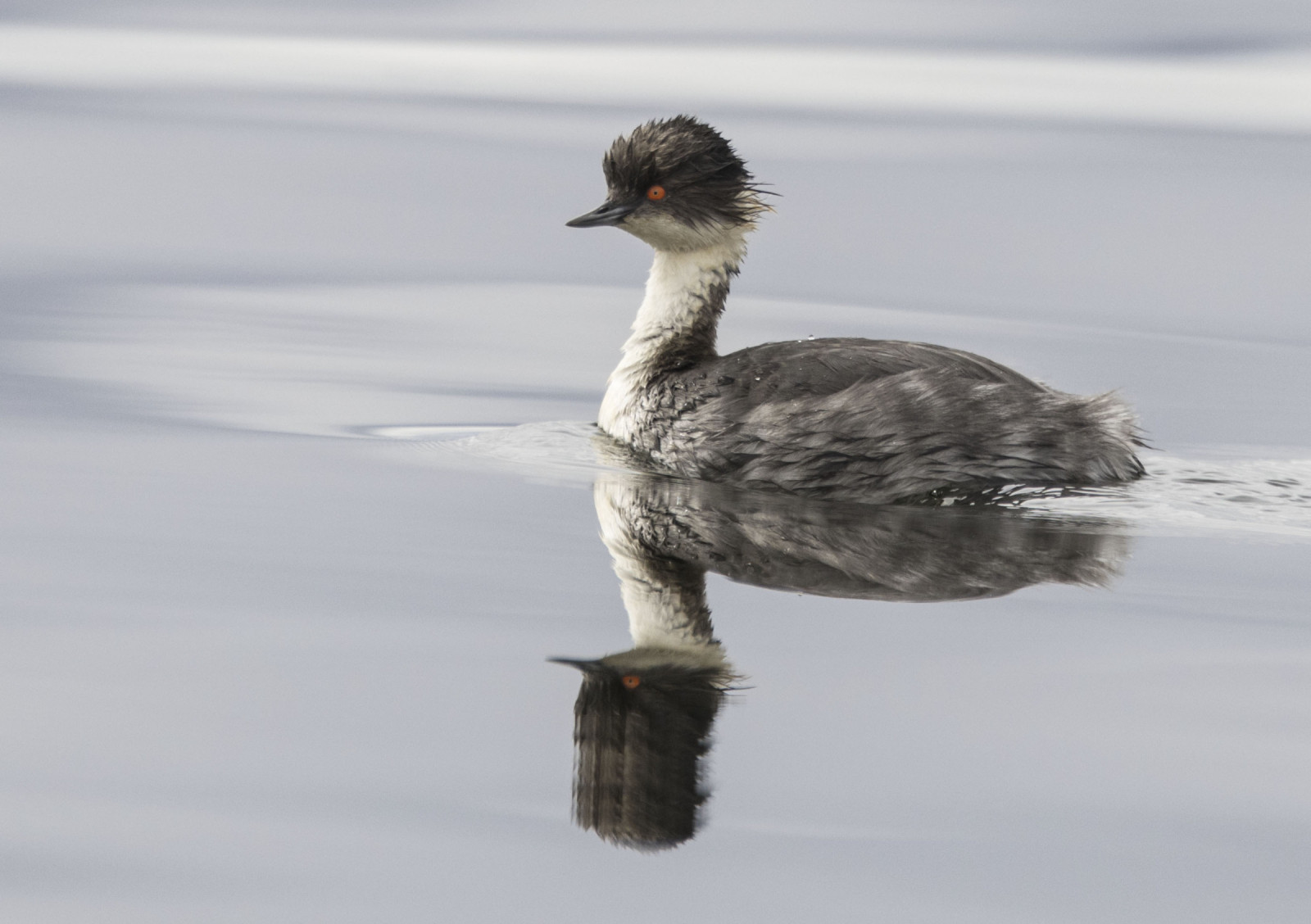 image Silvery Grebe